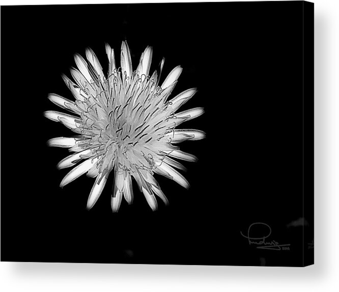 Dandelion Acrylic Print featuring the photograph Midnight Dandelion by Ludwig Keck