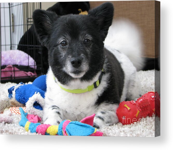 Puppy Acrylic Print featuring the photograph Miley 2 by Michael Krek