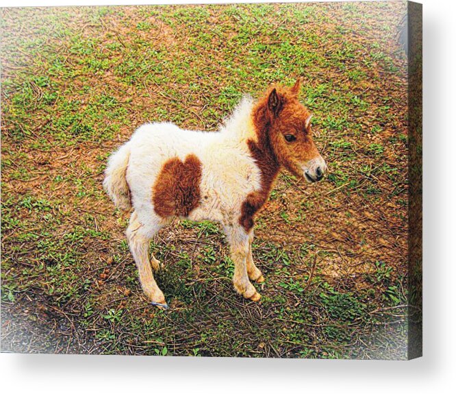 Miniature Horse Acrylic Print featuring the photograph Miniature Horse by Joe Duket