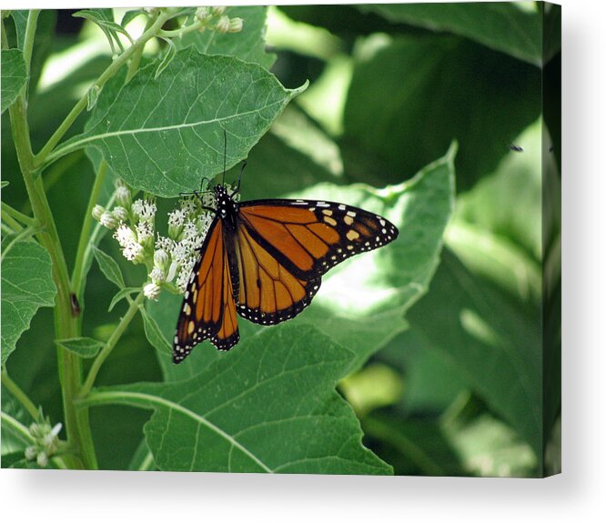 Butterfly Acrylic Print featuring the photograph Monarch Butterfly 41 by Pamela Critchlow