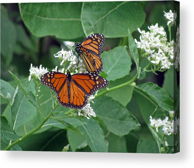 Butterfly Acrylic Print featuring the photograph Monarch Butterfly 68 by Pamela Critchlow