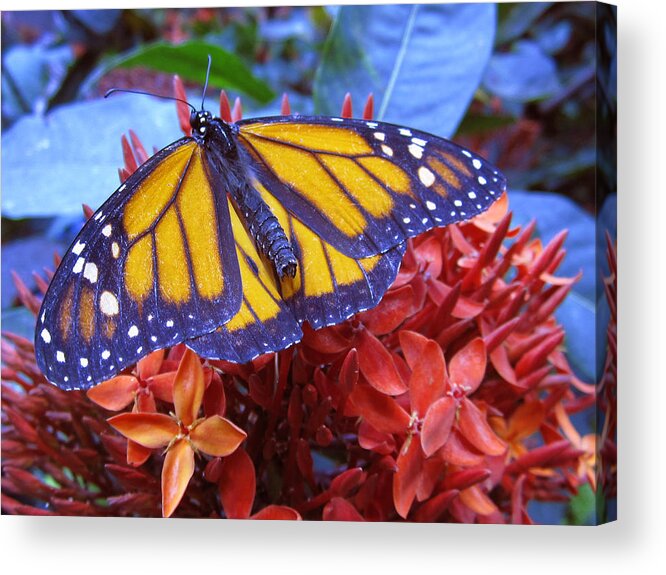 Insect Acrylic Print featuring the photograph Monarch by Jo L