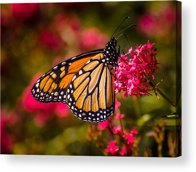 Monarch Butterfly Acrylic Print featuring the photograph Monarch on Pink by Janis Knight