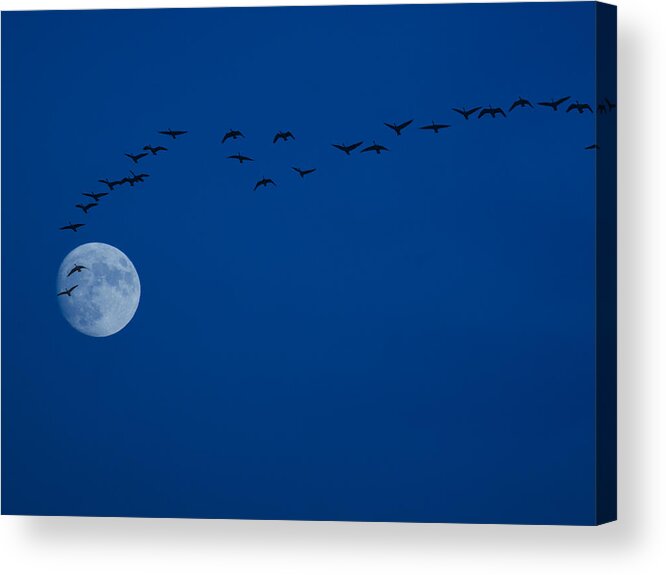 Silhouette Acrylic Print featuring the photograph Moon light Travel by Daniel Martin