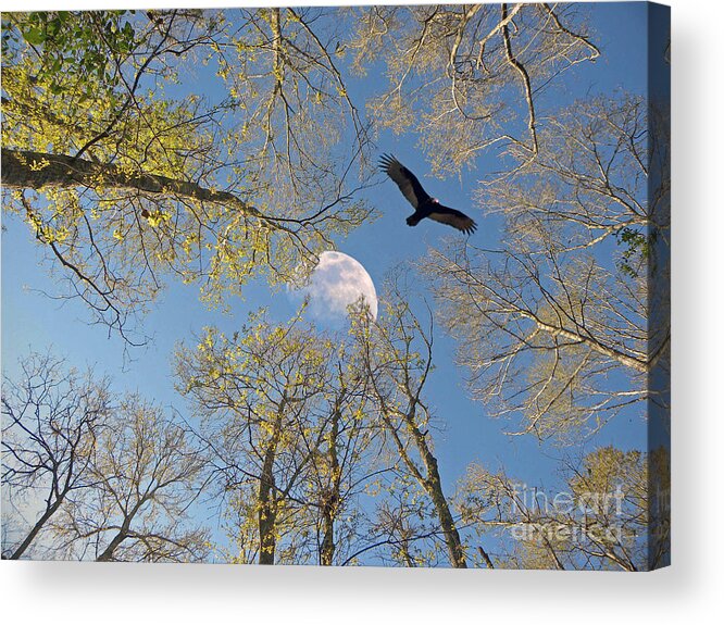 Moon Acrylic Print featuring the photograph Moon Trees by Savannah Gibbs