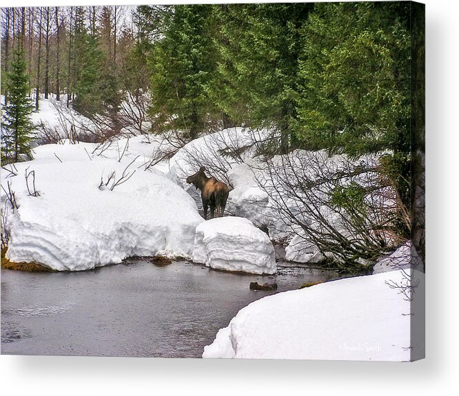 Moose Acrylic Print featuring the photograph Moose in Alaska by Amanda Smith