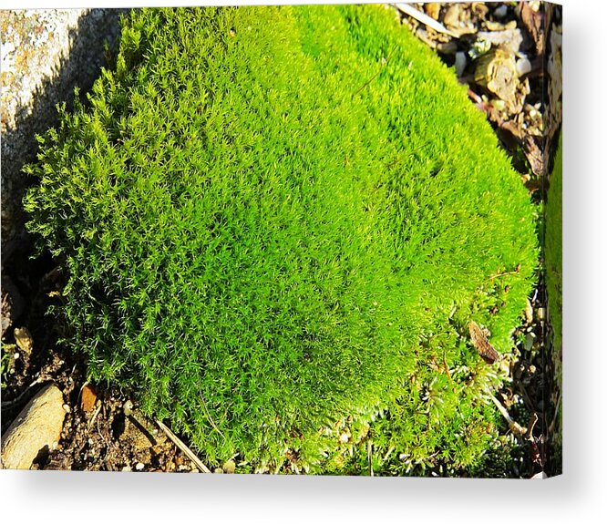 Moss Acrylic Print featuring the photograph Moss by MTBobbins Photography