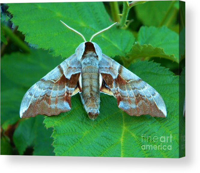 Moth Acrylic Print featuring the photograph Moth Back by Gallery Of Hope 