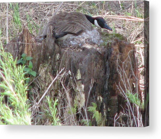 Goose Acrylic Print featuring the photograph Mother Goose by Gina Boebel