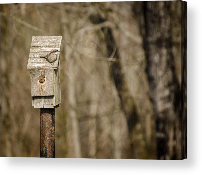 Chipping Sparrows Acrylic Print featuring the photograph Moving Day by Heather Applegate