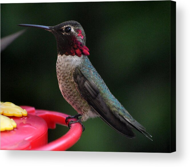 Multicolored Acrylic Print featuring the photograph Multicolored Male Anna by Jay Milo