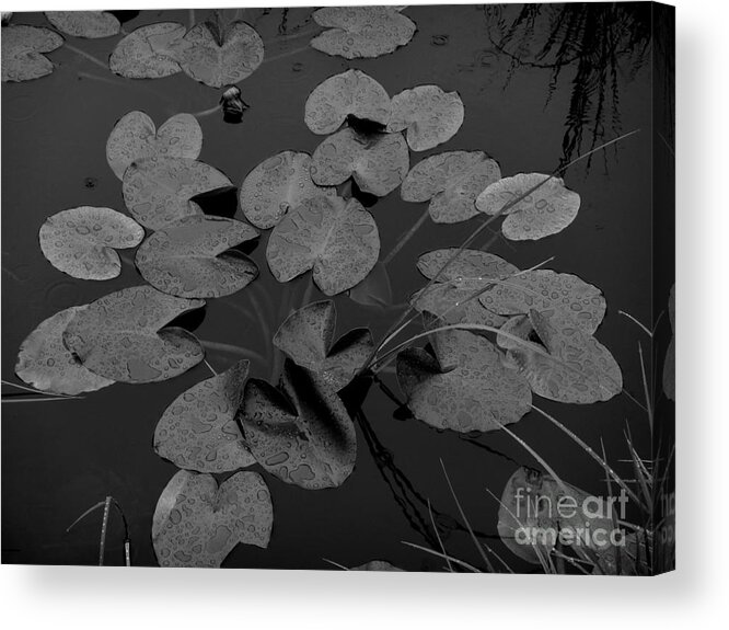 Lily Pad Acrylic Print featuring the photograph Muskeg Pond by Laura Wong-Rose
