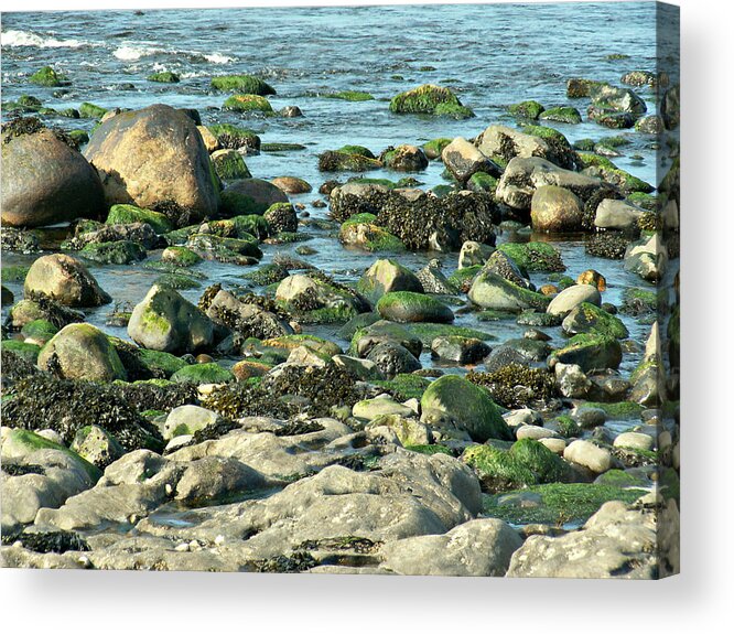 Atlantic Acrylic Print featuring the photograph Mussels and Moss by Lisa Blake