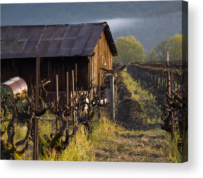 Napa Acrylic Print featuring the photograph Napa Morning by Bill Gallagher