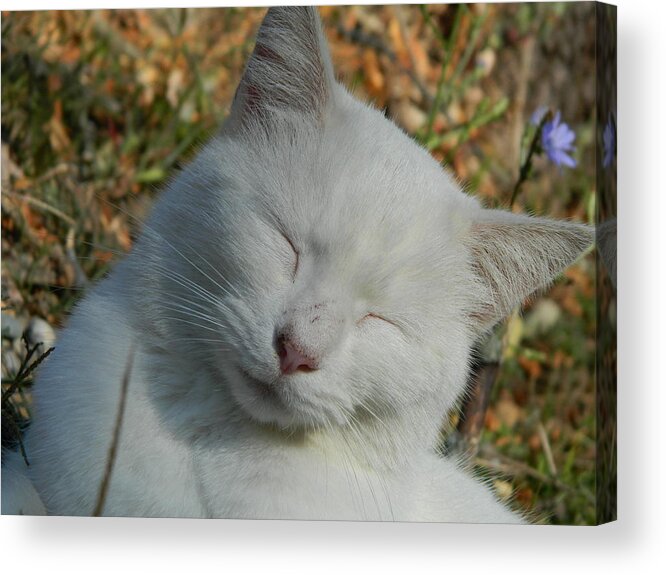 Cat Acrylic Print featuring the photograph Napping Barn Cat by Kathy Barney