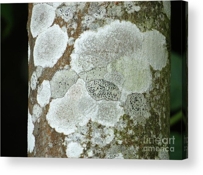 Tree Acrylic Print featuring the photograph Natural tree art by Karin Ravasio