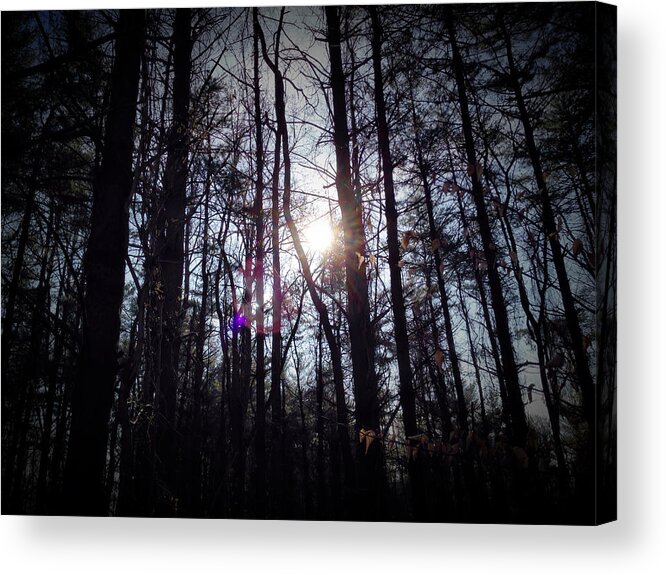 Trees Acrylic Print featuring the photograph Nature Hike by Chris Montcalmo