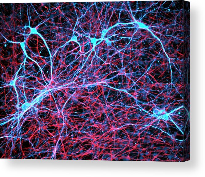 Cell Acrylic Print featuring the photograph Nerve And Glial Cells by Daniel Schroen, Cell Applications Inc