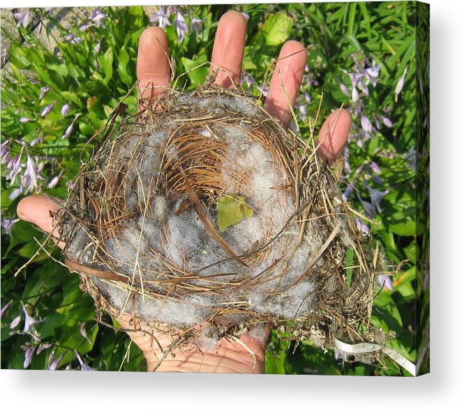 Bird Acrylic Print featuring the photograph A Nest In Hand by Bruce Carpenter