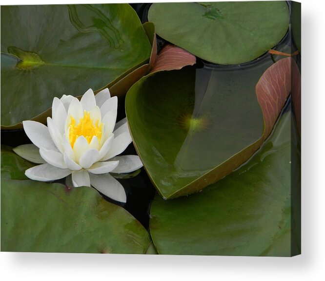 Lotus Acrylic Print featuring the photograph Nestle In by Jean Goodwin Brooks