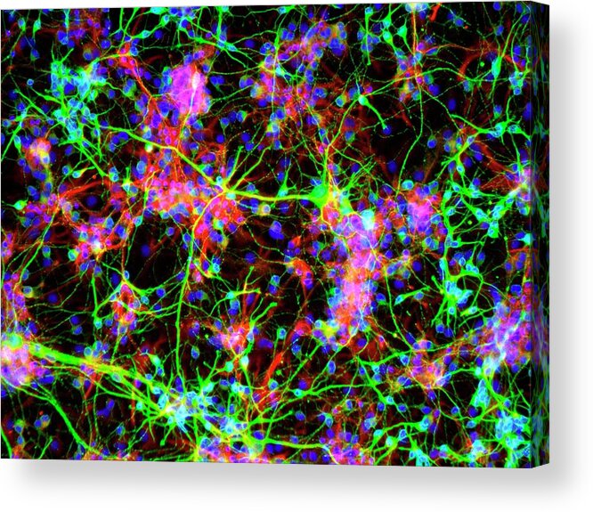 Cell Acrylic Print featuring the photograph Neural Stem Cells by Daniel Schroen, Cell Applications Inc