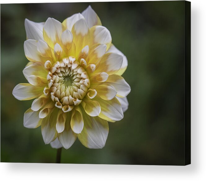 Grow Acrylic Print featuring the photograph Never Stop Growing by Mary Underwood