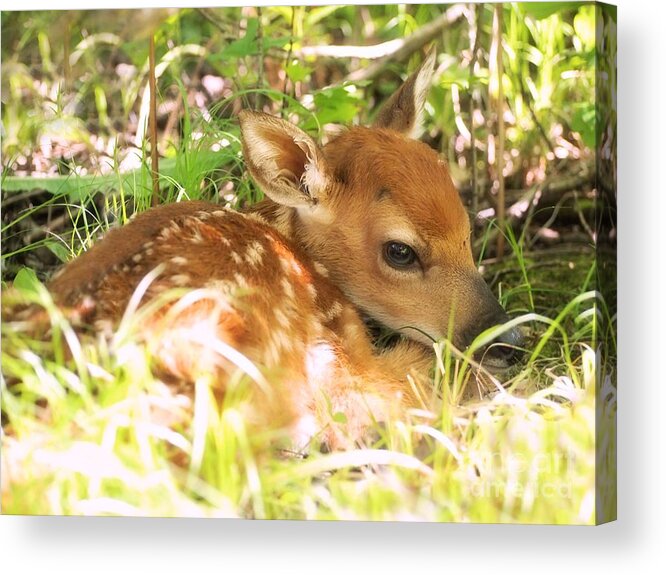 Fawn Acrylic Print featuring the photograph Newborn Fawn by Angie Rea