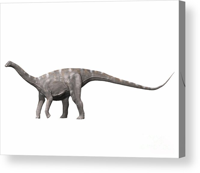 One Animal Acrylic Print featuring the digital art Nigersaurus Taqueti, Early Cretaceous by Nobumichi Tamura