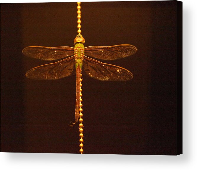 Dragonfly Acrylic Print featuring the photograph Night Dragon by Jeffrey Peterson