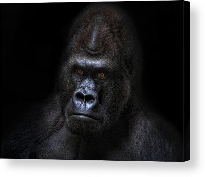 Animal Acrylic Print featuring the photograph Not Amused by Joachim G Pinkawa