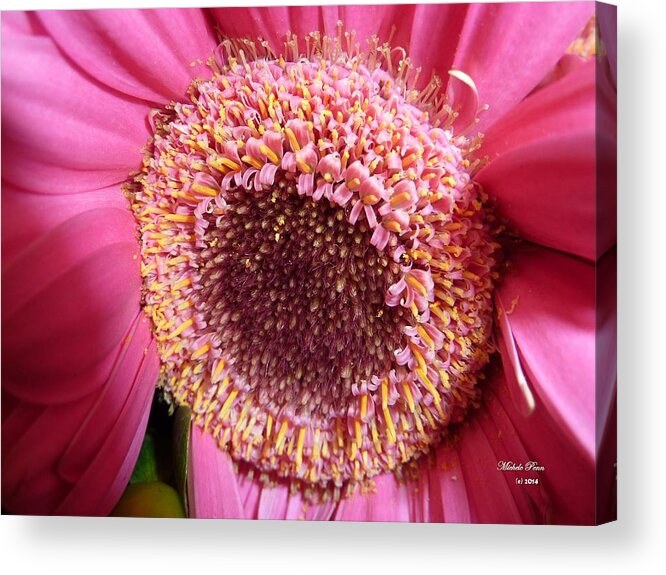 Flower Photograph Acrylic Print featuring the photograph Aliveness in Rome by Michele Penn