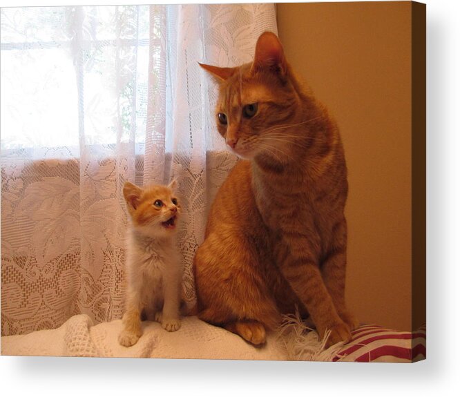 Cats Acrylic Print featuring the photograph Not Me Mommy by Diannah Lynch