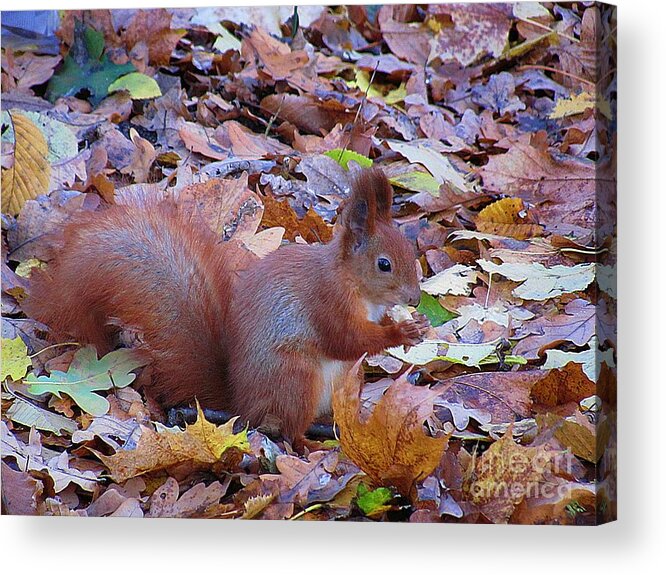 Autumn Acrylic Print featuring the photograph Nuts About Nuts by Halyna Yarova