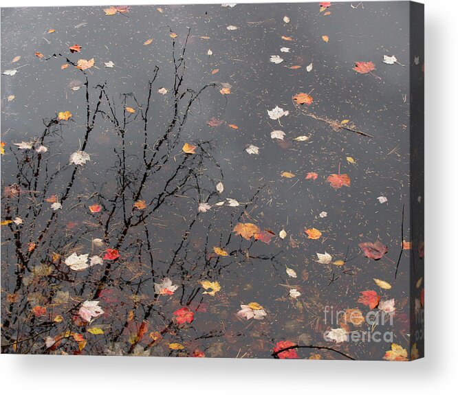 October Song Acrylic Print featuring the photograph October Song 1 by Gregory Arnett