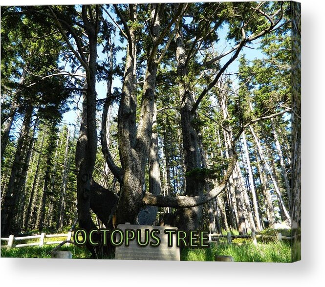 Octopus Tree Acrylic Print featuring the photograph Octopus Tree by Gallery Of Hope 