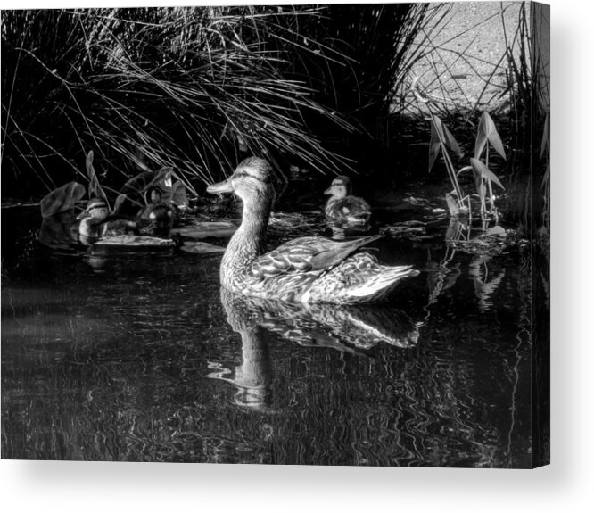 Duck Acrylic Print featuring the photograph OKC Ducks 002 by Lance Vaughn