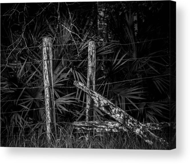 Cypress Acrylic Print featuring the photograph Old Fence by Christopher Perez