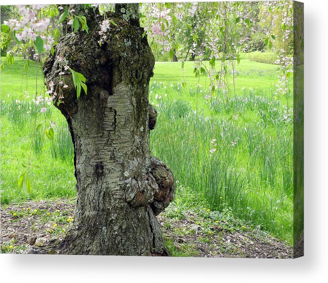 Tree Acrylic Print featuring the photograph Old tree in spring by Yue Wang