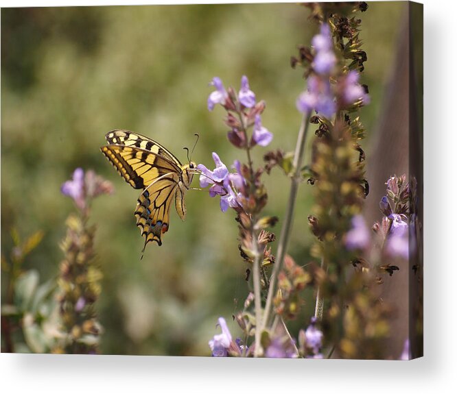 Papilio Machaon Acrylic Print featuring the photograph Old World Swallowtail by Meir Ezrachi