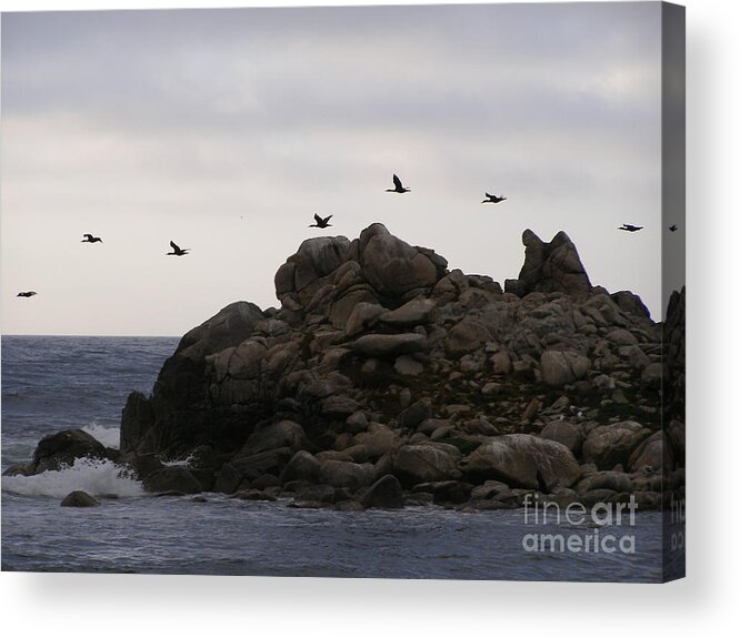 Pelicans Acrylic Print featuring the photograph On A Mission by Bev Conover