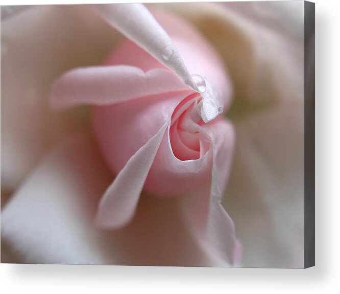 Flowers Acrylic Print featuring the photograph On The Verge by Juergen Roth