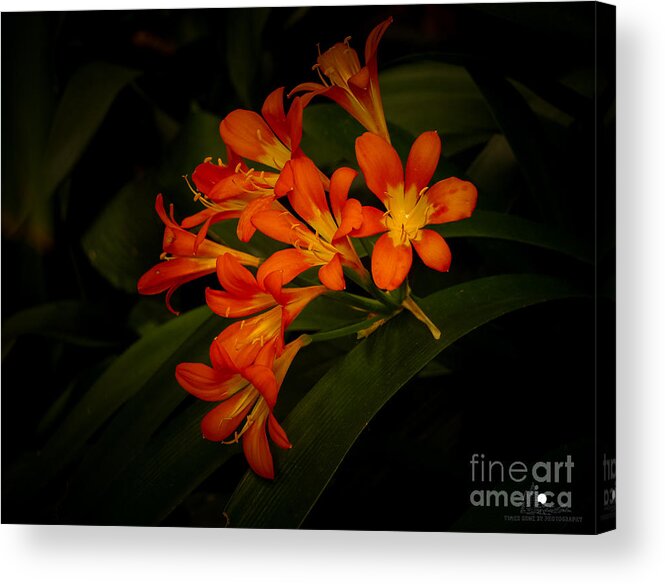 Orange Acrylic Print featuring the photograph Orange Cascade by Grace Grogan