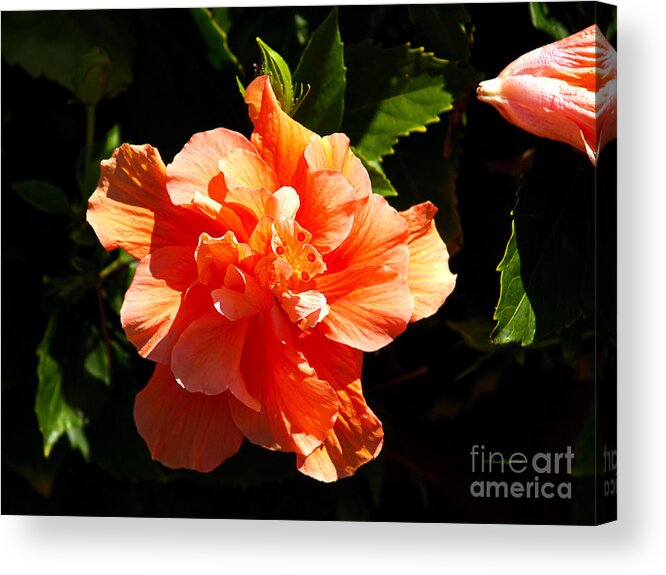 Fine Art Photography Acrylic Print featuring the photograph Orange Hibiscus by Patricia Griffin Brett