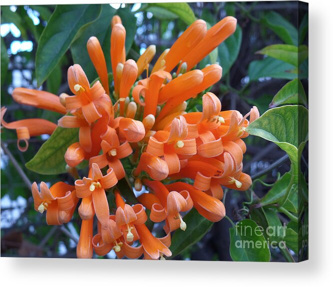 Flower Acrylic Print featuring the photograph Orange Petals by HEVi FineArt