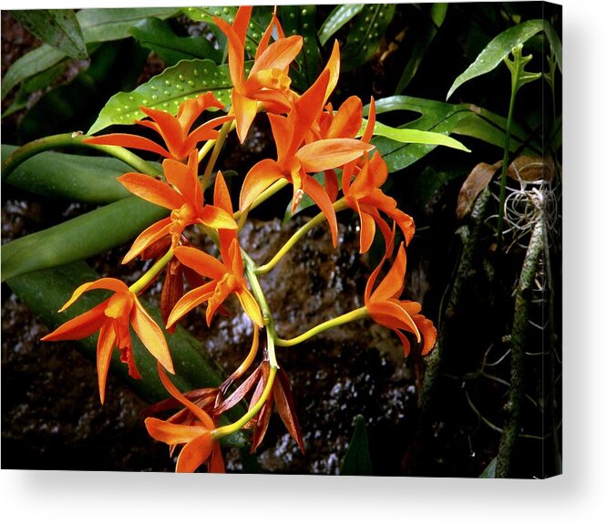 Fine Art Acrylic Print featuring the photograph Orange Tendrils by Rodney Lee Williams