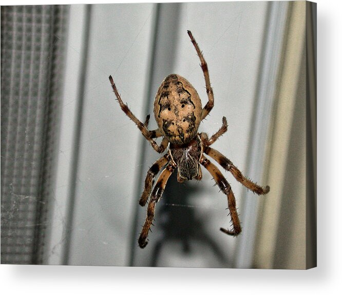Spider Acrylic Print featuring the photograph Orb Weaver by David Armstrong