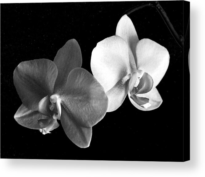 Floral Acrylic Print featuring the photograph Orchid in black and white by Steve Karol
