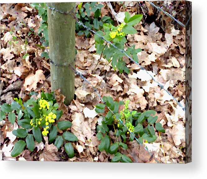 Oregon Grape Painting Acrylic Print featuring the digital art Oregon Grape Painting by Will Borden