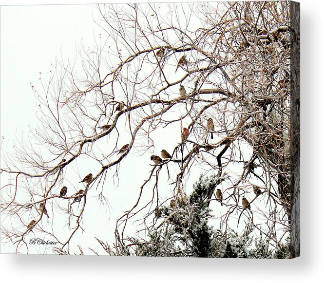 New Mexico Acrylic Print featuring the photograph Out on a Limb First Snow by Barbara Chichester