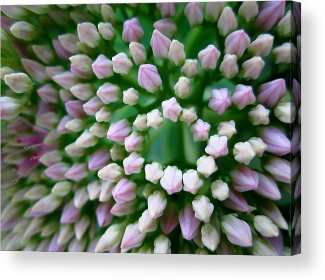 Buds Acrylic Print featuring the photograph Oval and angles by Cynthia Clark